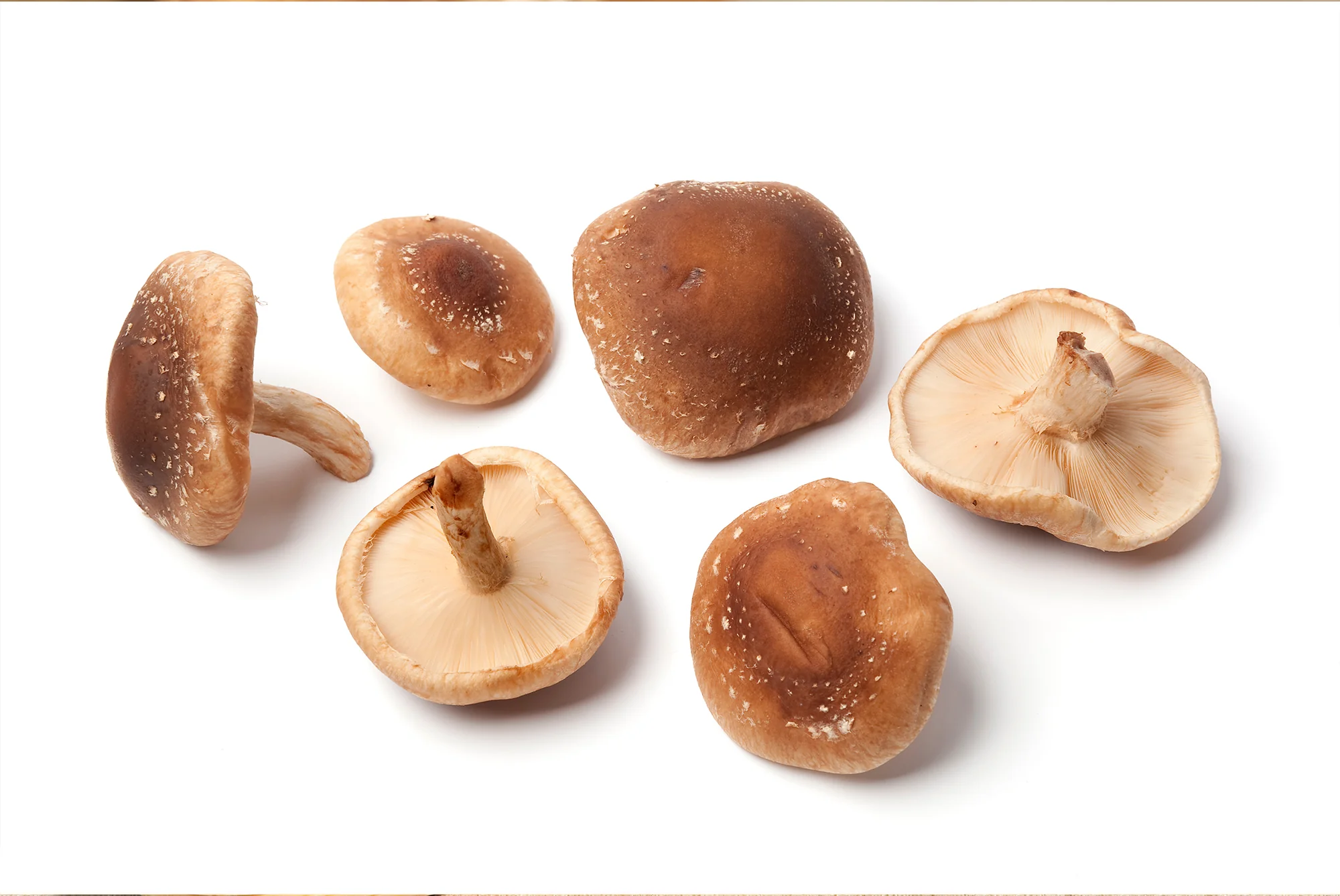 Shiitake #1 Mushrooms - Image 2