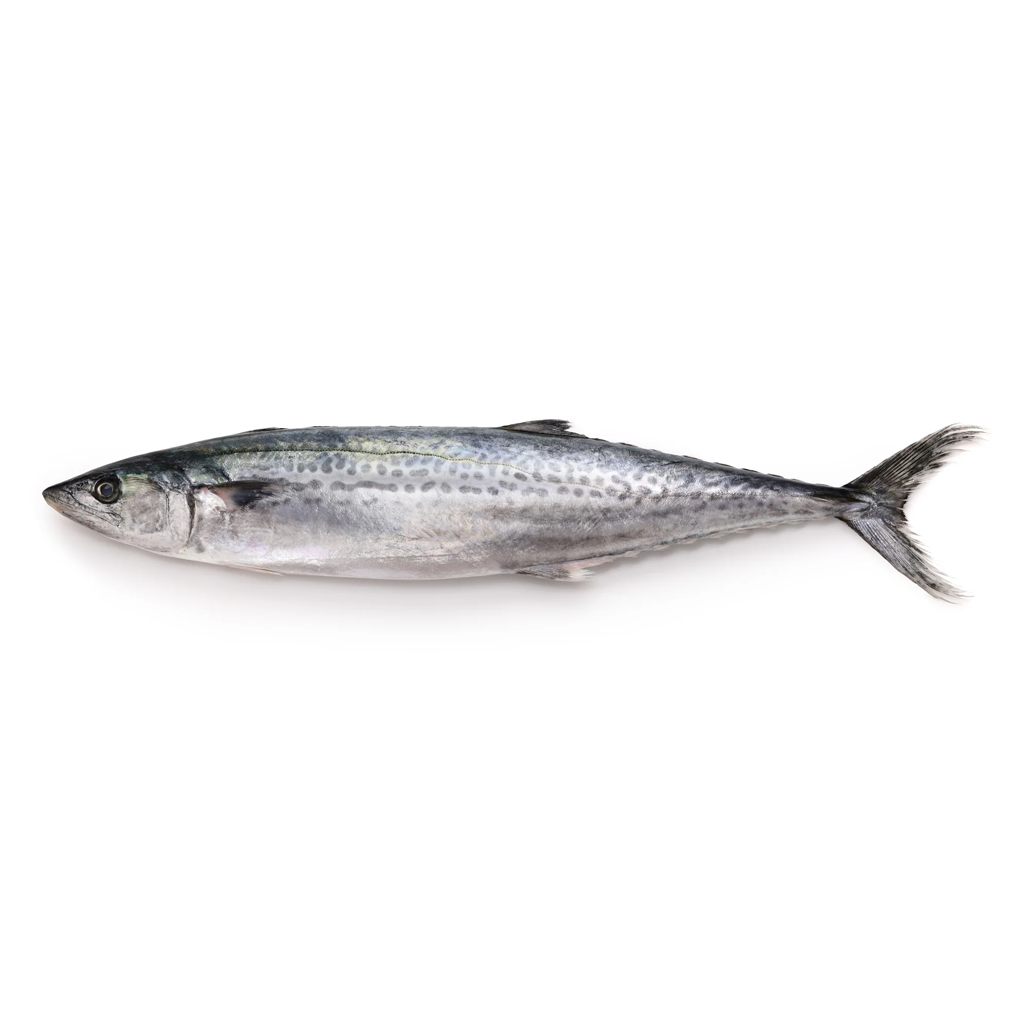 Sawara Spanish Mackerel FIllet - Image 2